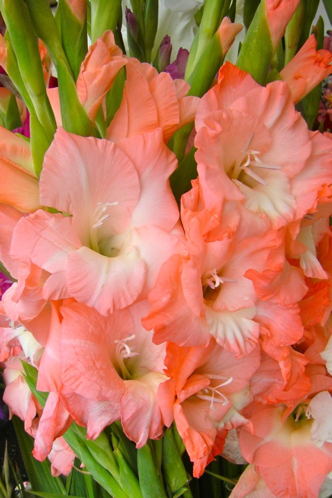 Flower Bouquet