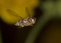 Hover Fly