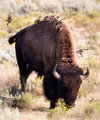yellowstone1