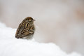 another bird - this time in the snow