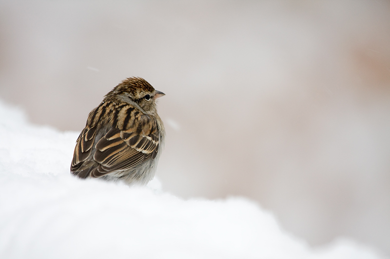 another bird - this time in the snow
