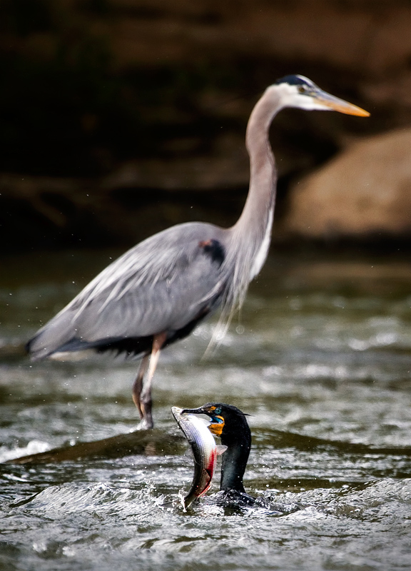 cormorant