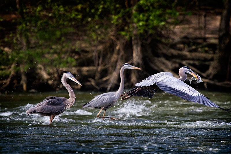 rookery6