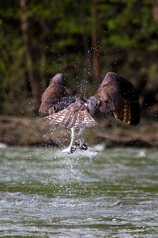 osprey1