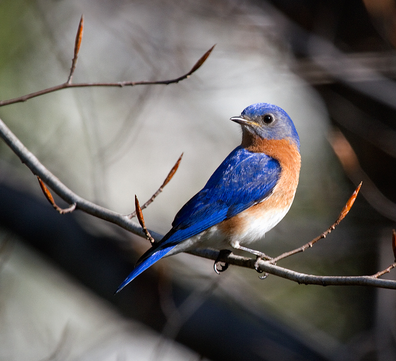 bluebird1