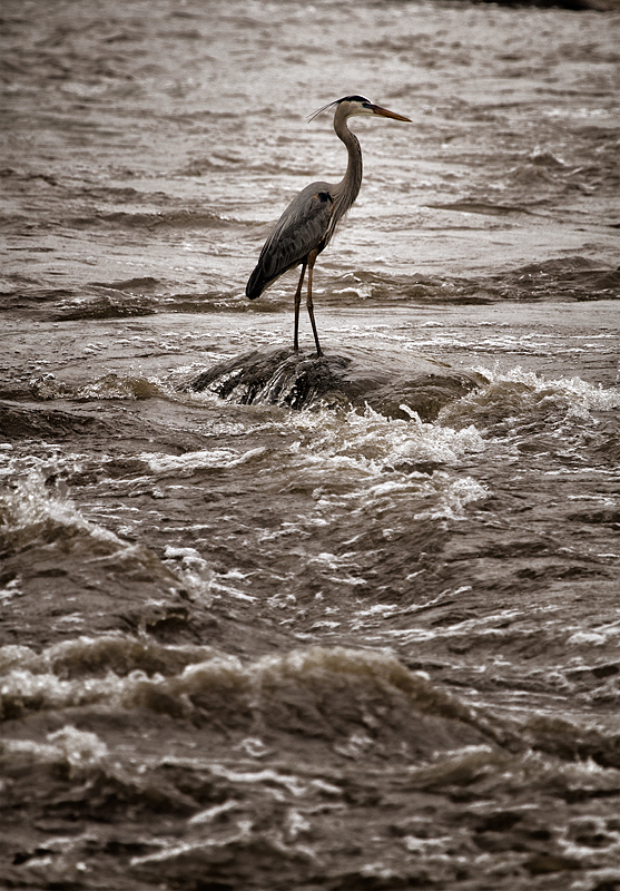 muddy-river