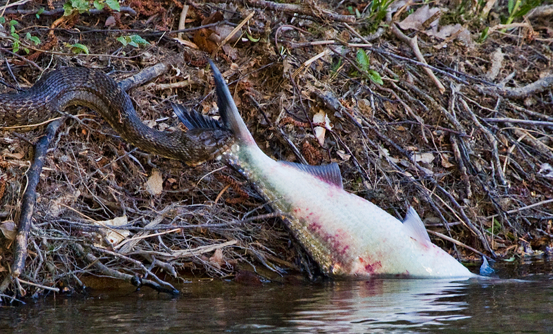snake2