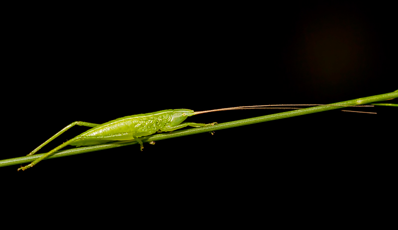 green-macro3