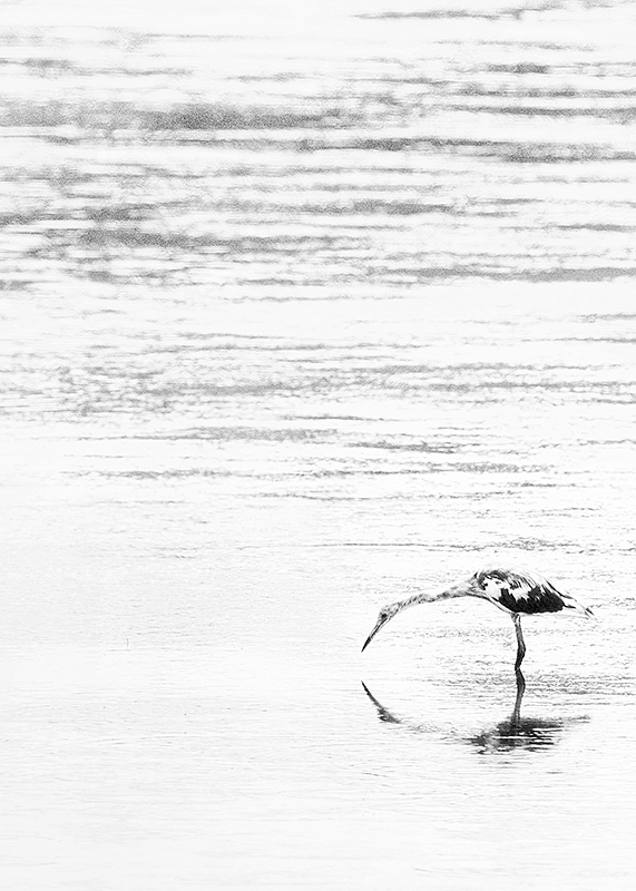 Tricolor Heron