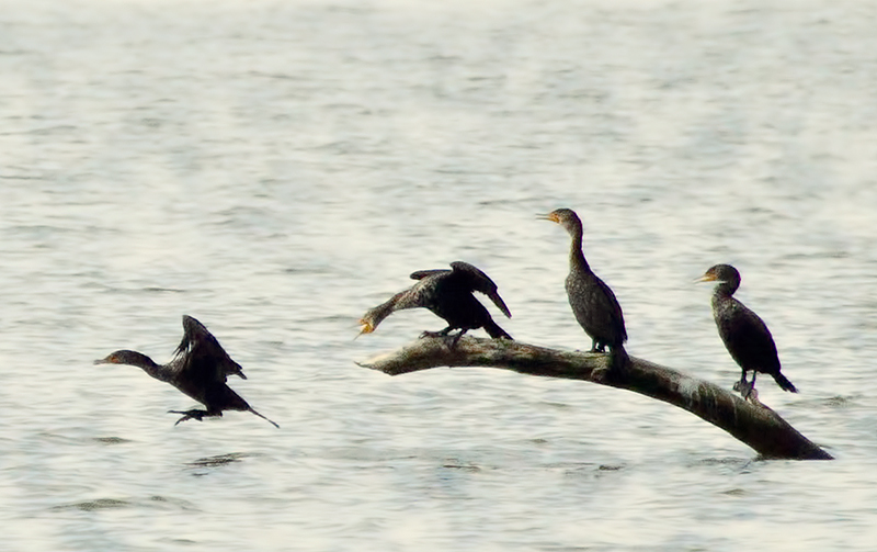 follow the leader