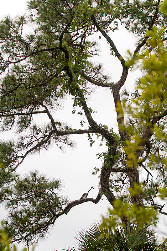 WOODSTORK