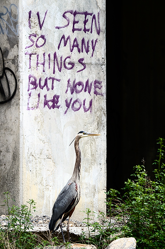 Nothing like you