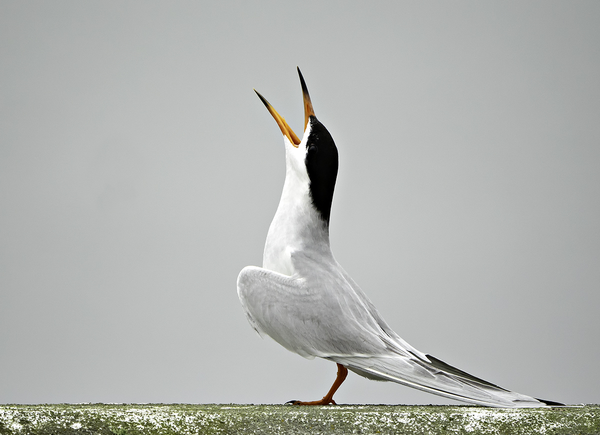 birds2