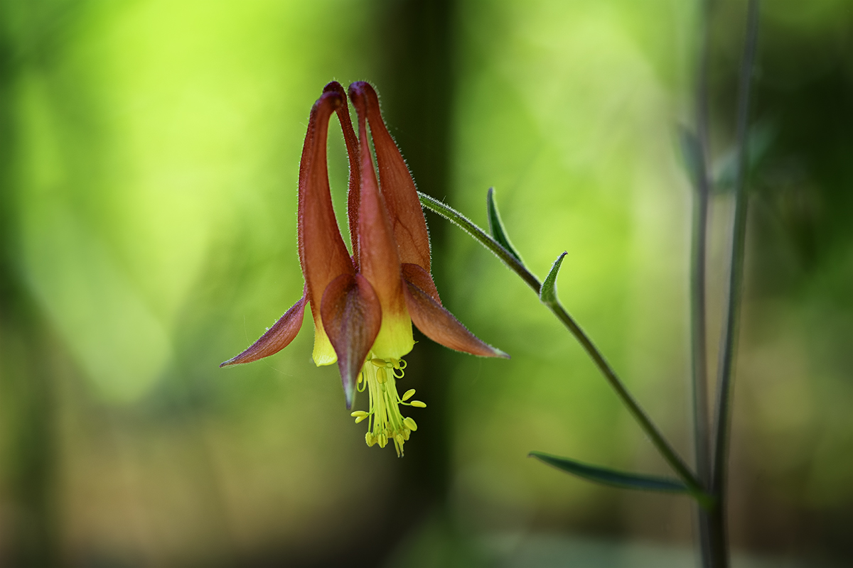 Columbine