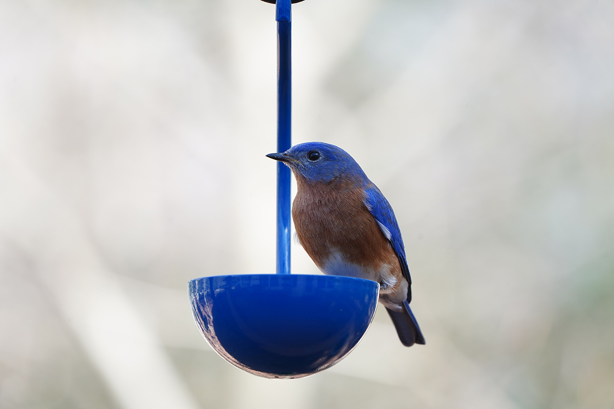 blue2