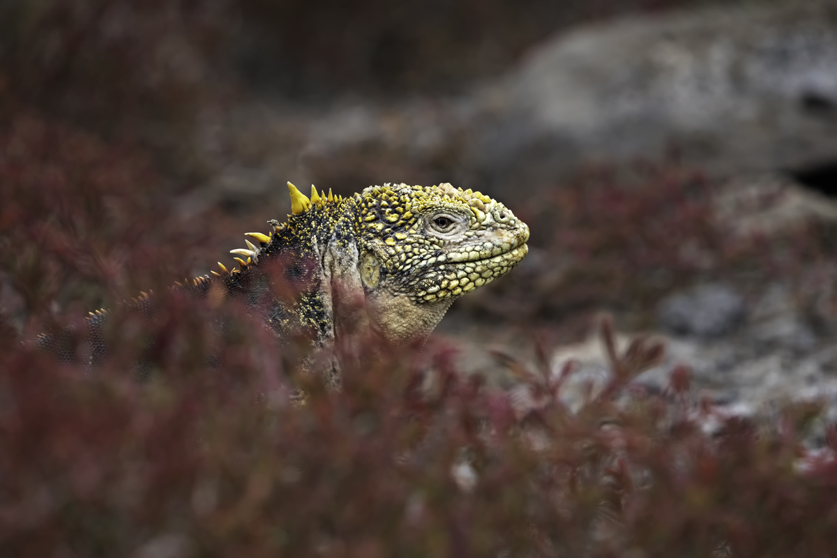 animal4DSC05170-Edit