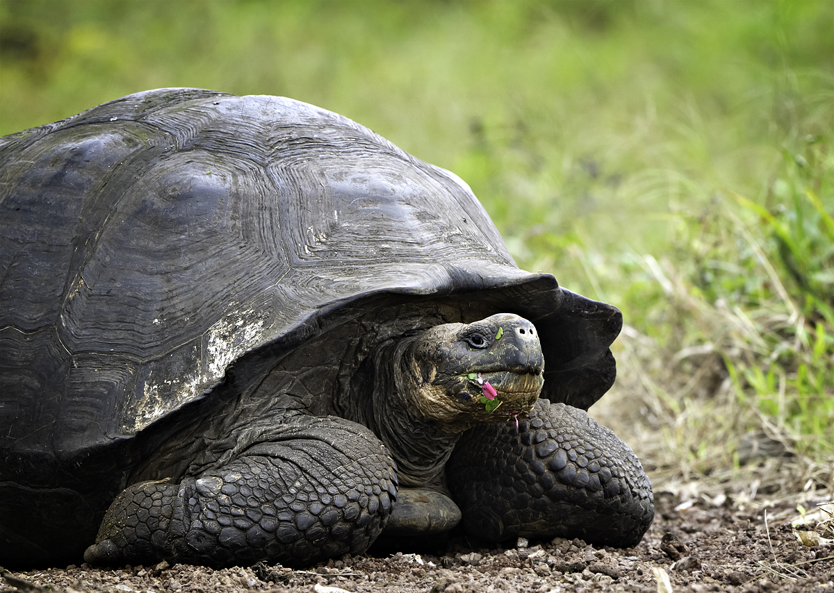 animals1- 00437