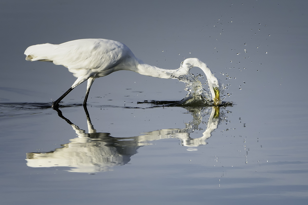 reflectionsA6507314-Edit