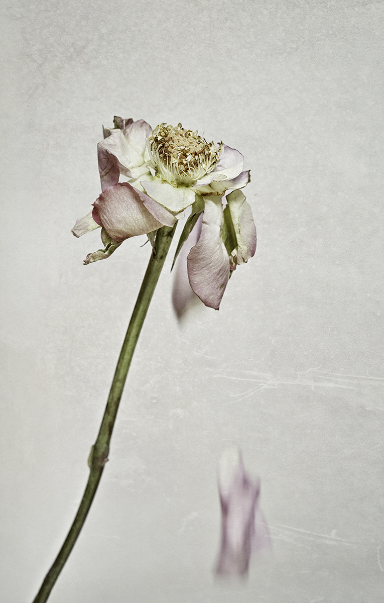 dead floraDSC00185-Edit