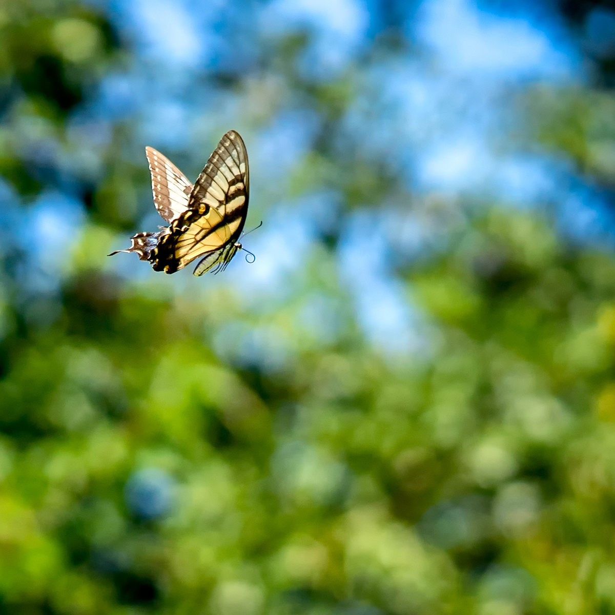 DSC08730-Edit