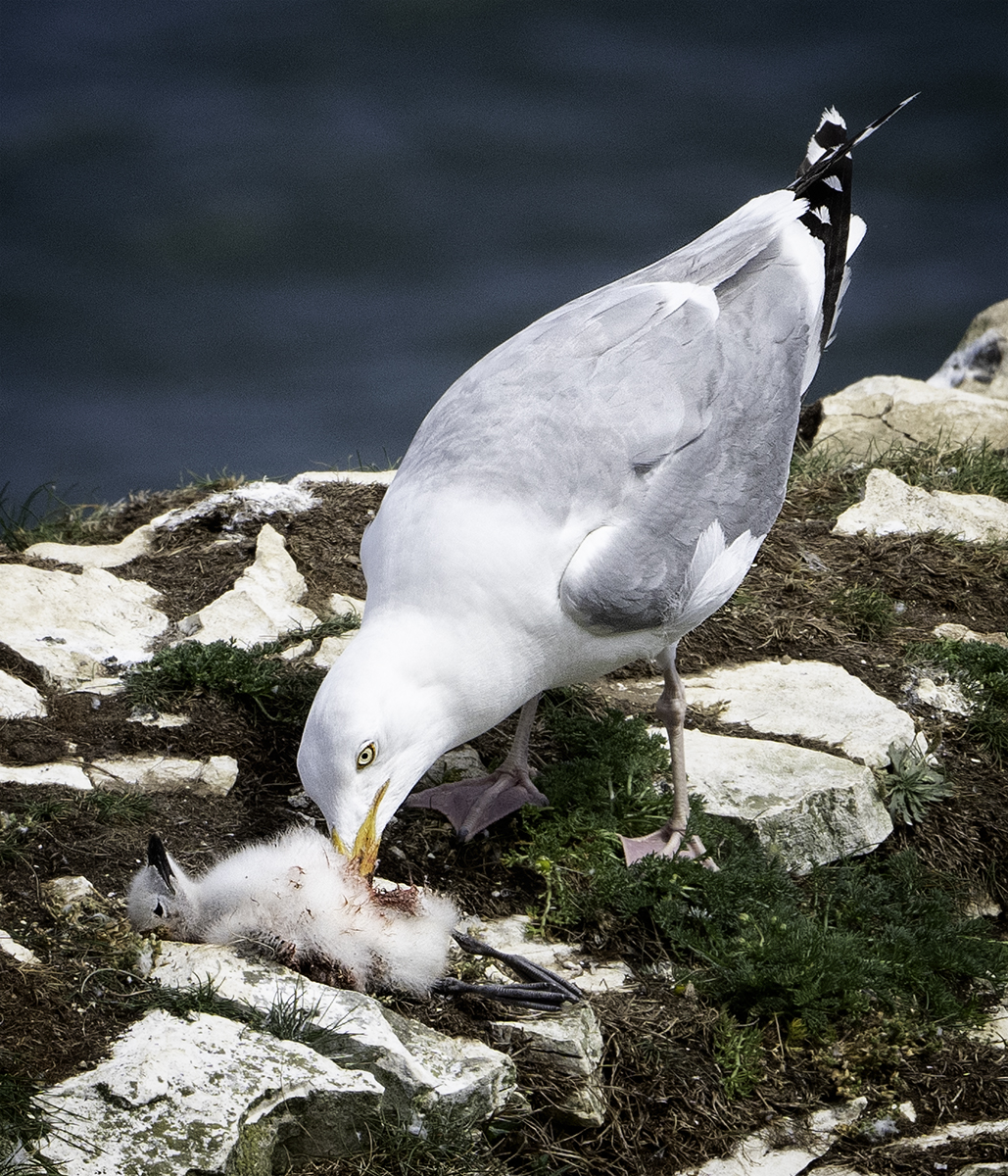 dead birdDSC06732-Edit
