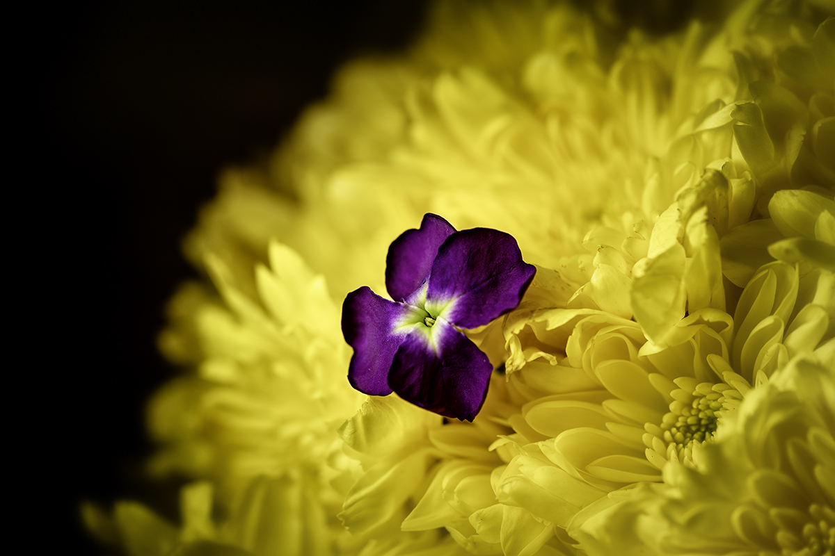 complimentaryDSC07288