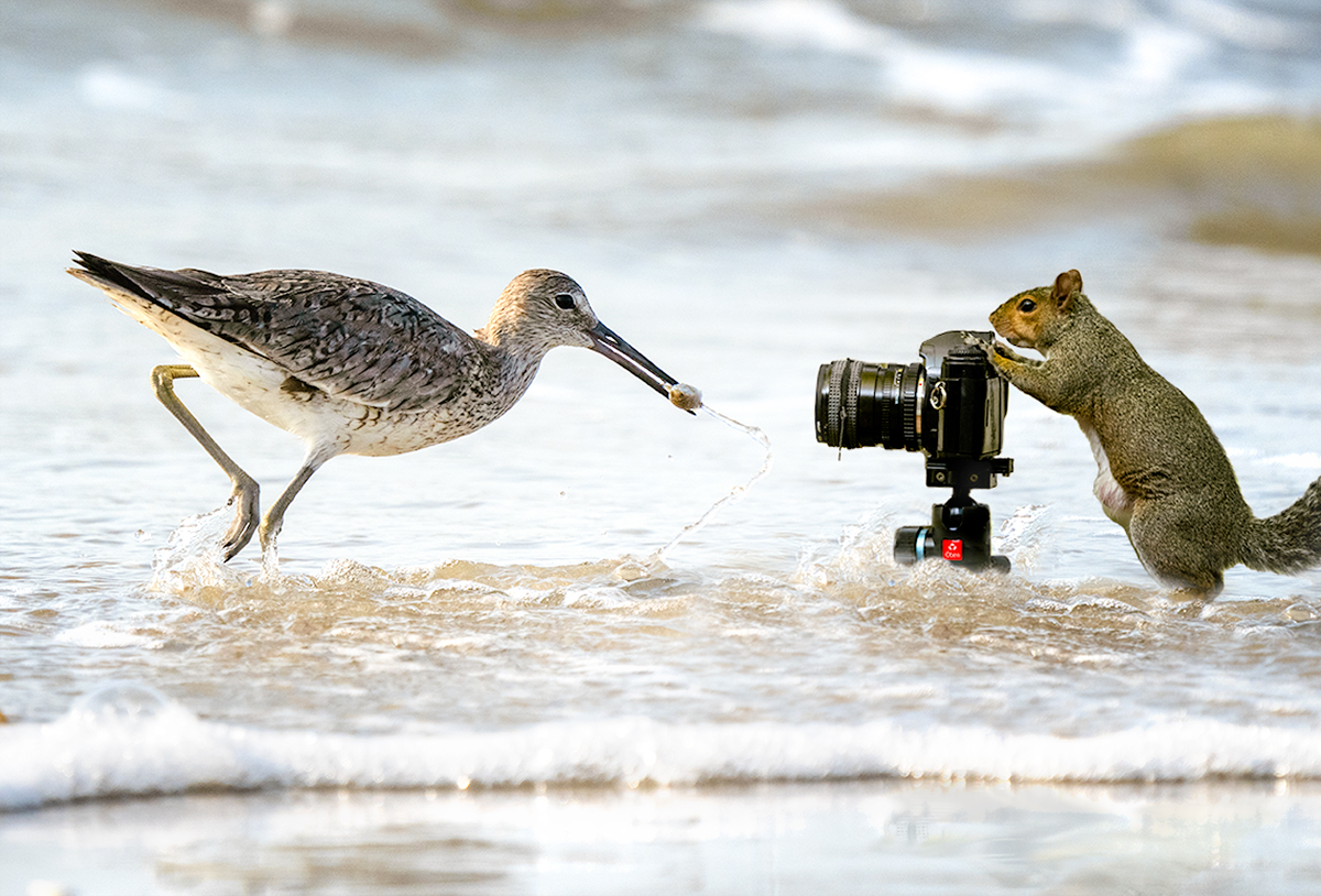 birdDSC0686121-7-7chincoteague-Edit