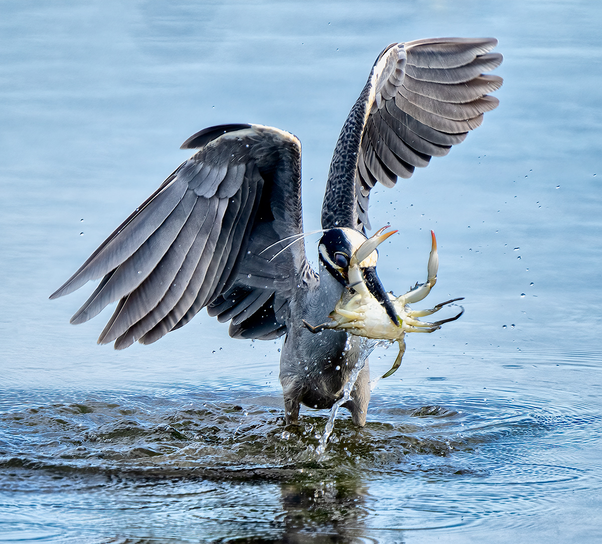 birdDSC01726