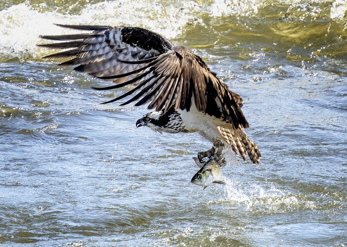 osprey
