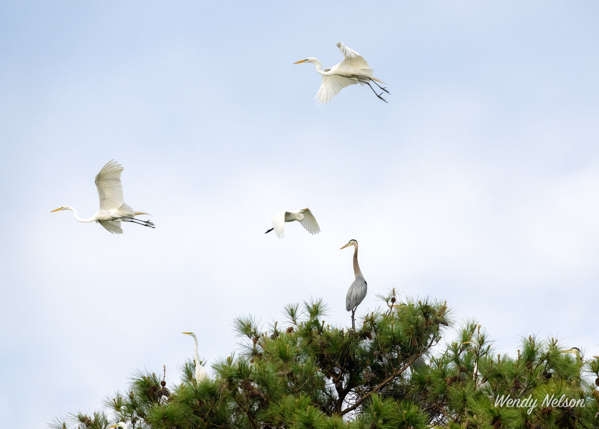 _DSC1879-2-Edit