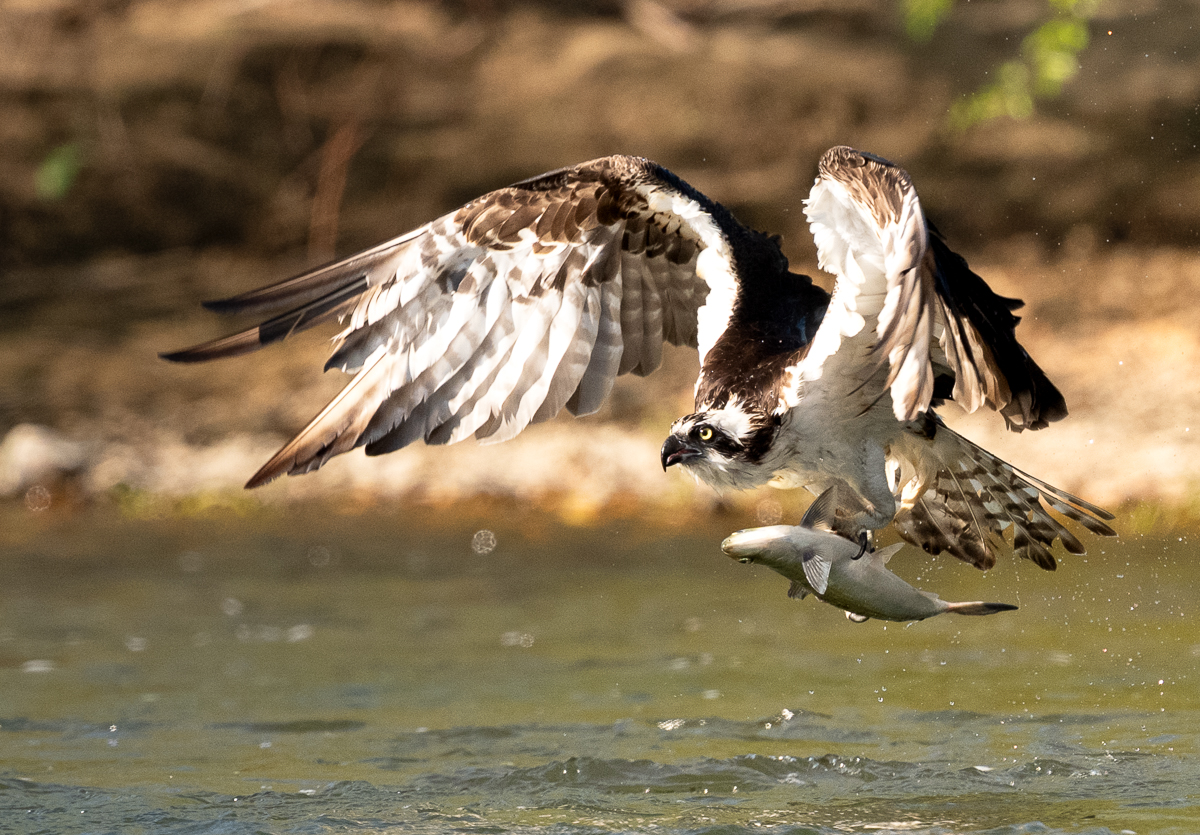 _DSC7774-2-Edit