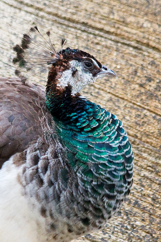 King of the National Zoo