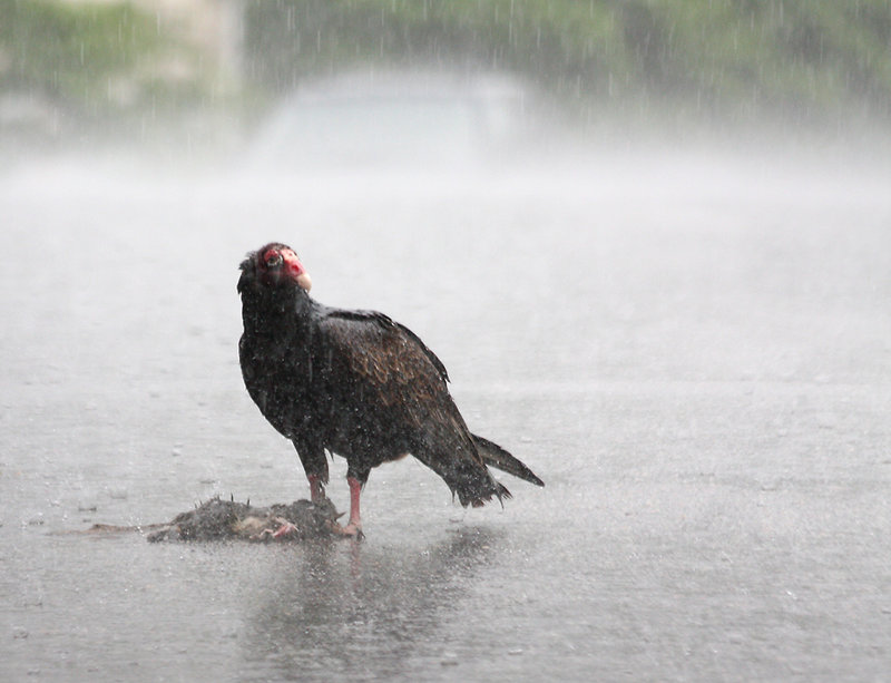 I hate it when it rains on my lunch