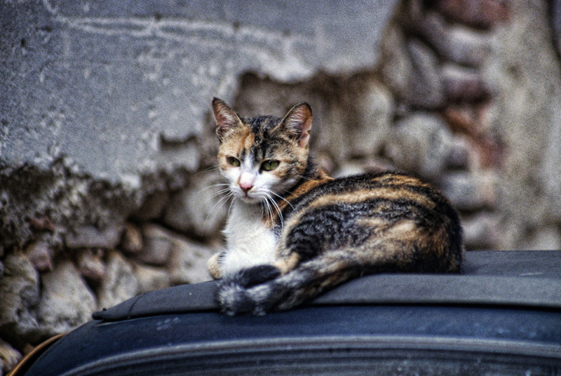 italian-cat.jpg