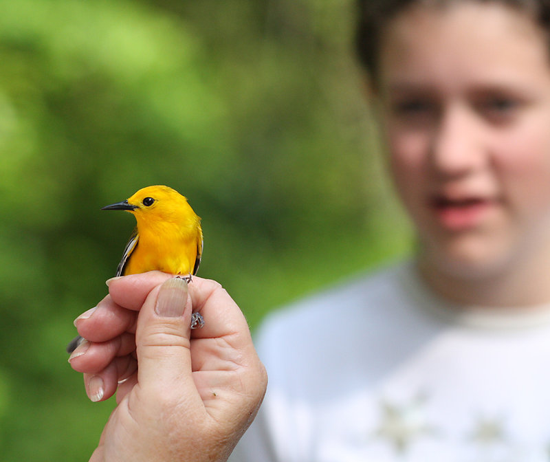 Prothonotary Warbler