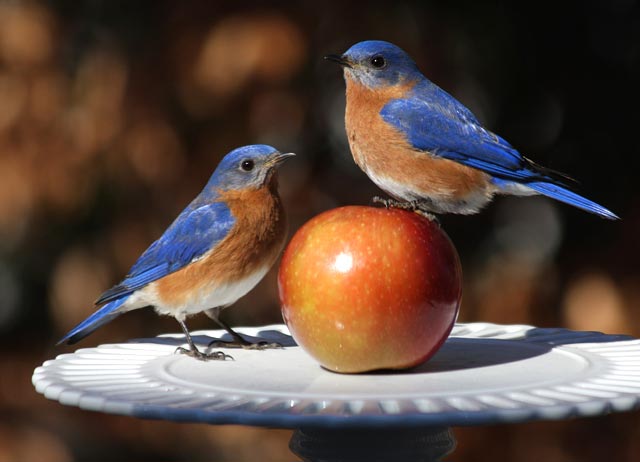 bluebirds-on-plate.jpg