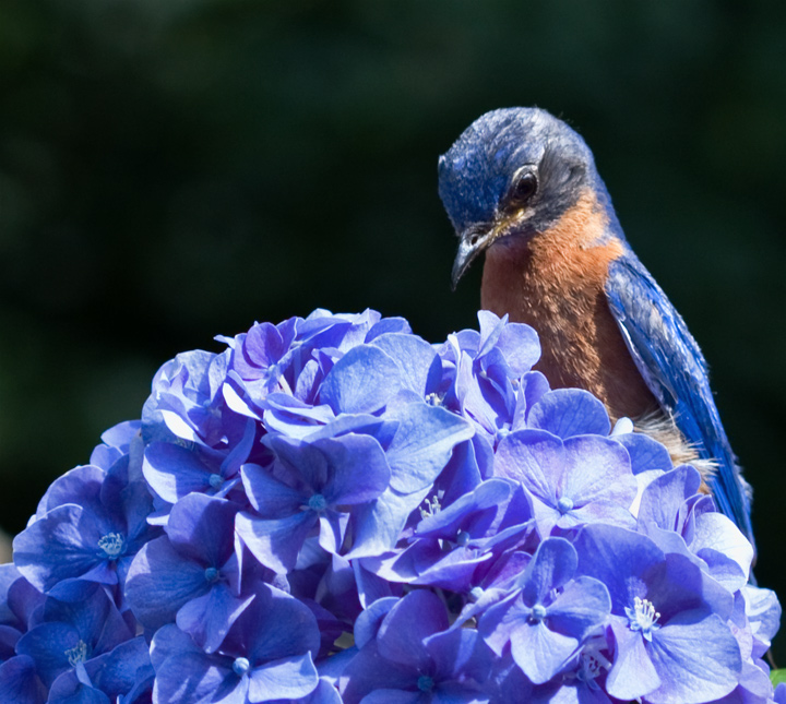 A study in Blue 2