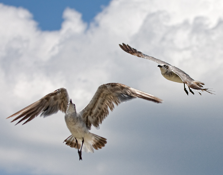 Sky Dancers