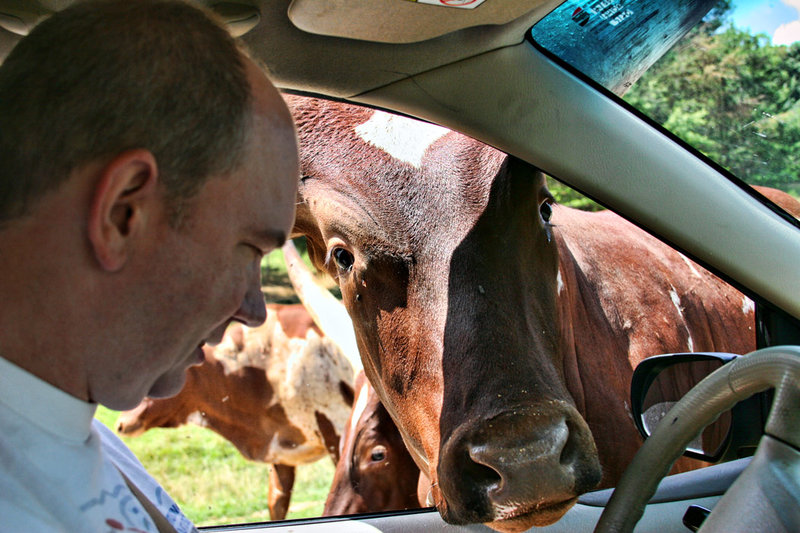 Pardon me, do you have any Grey Poupon?