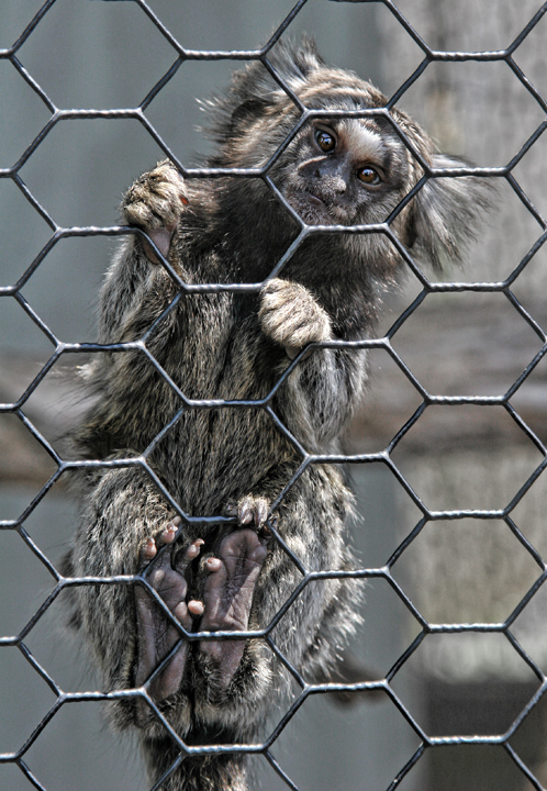 nice-marmoset.jpg