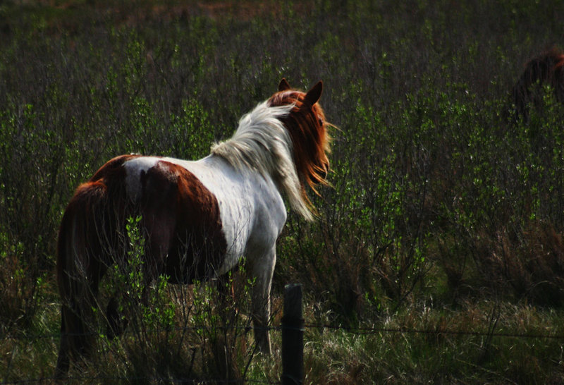 chincoteague.jpg