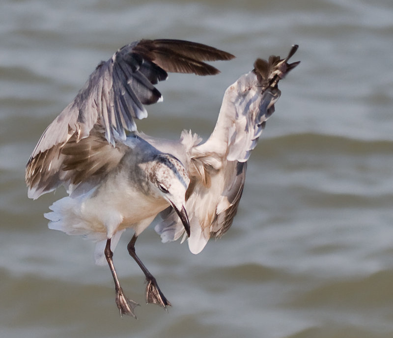 another-seagull2.jpg