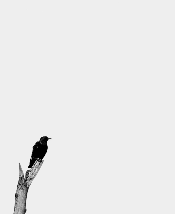 cowbird.jpg
