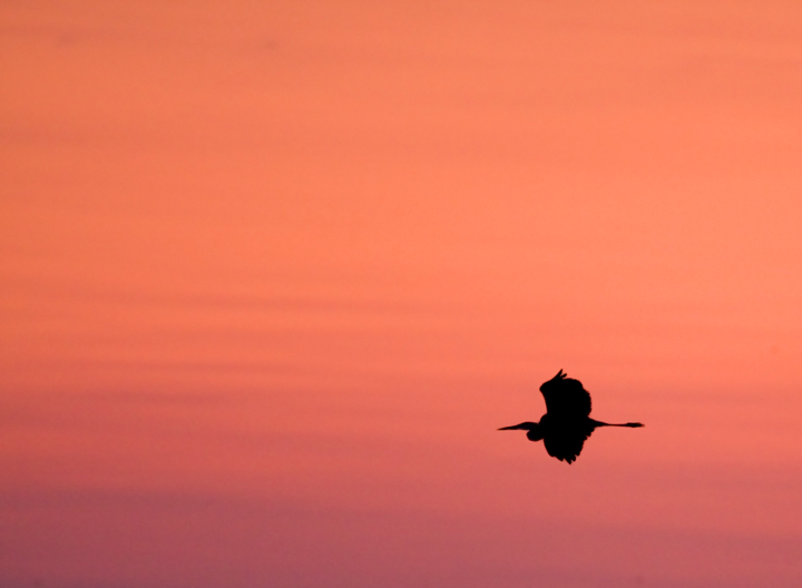 gbh-at-sunset.jpg