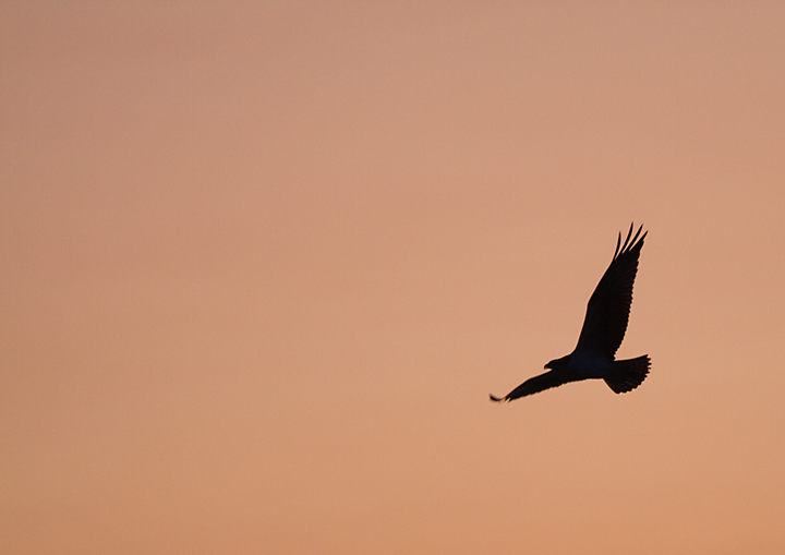 osprey-at-sunset.jpg