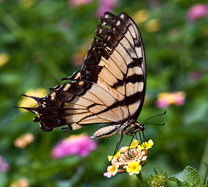 tigerswallotail2.jpg