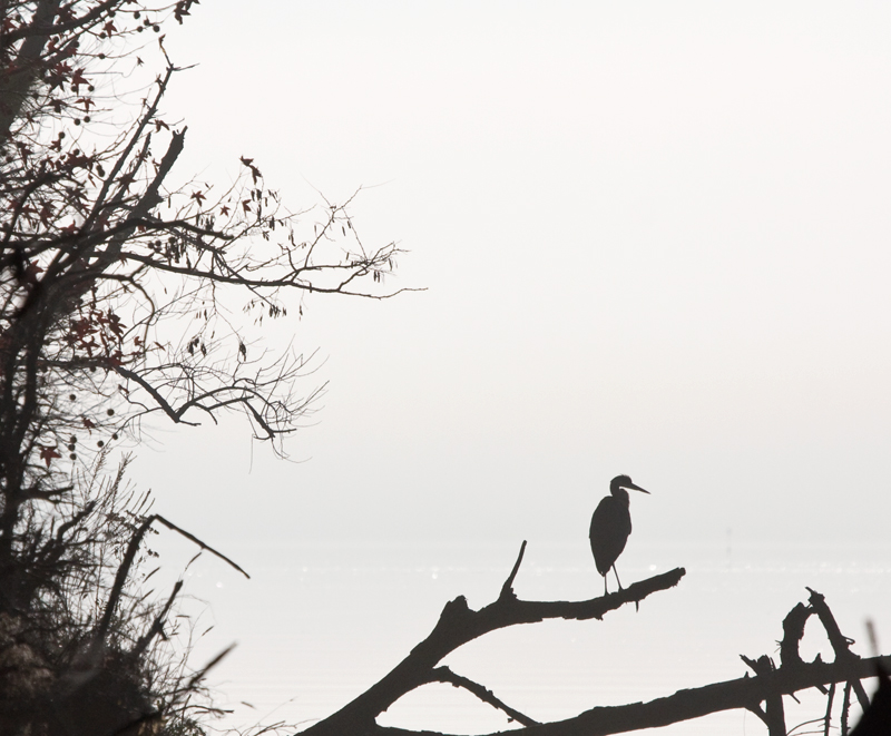 heron-in-fog.jpg