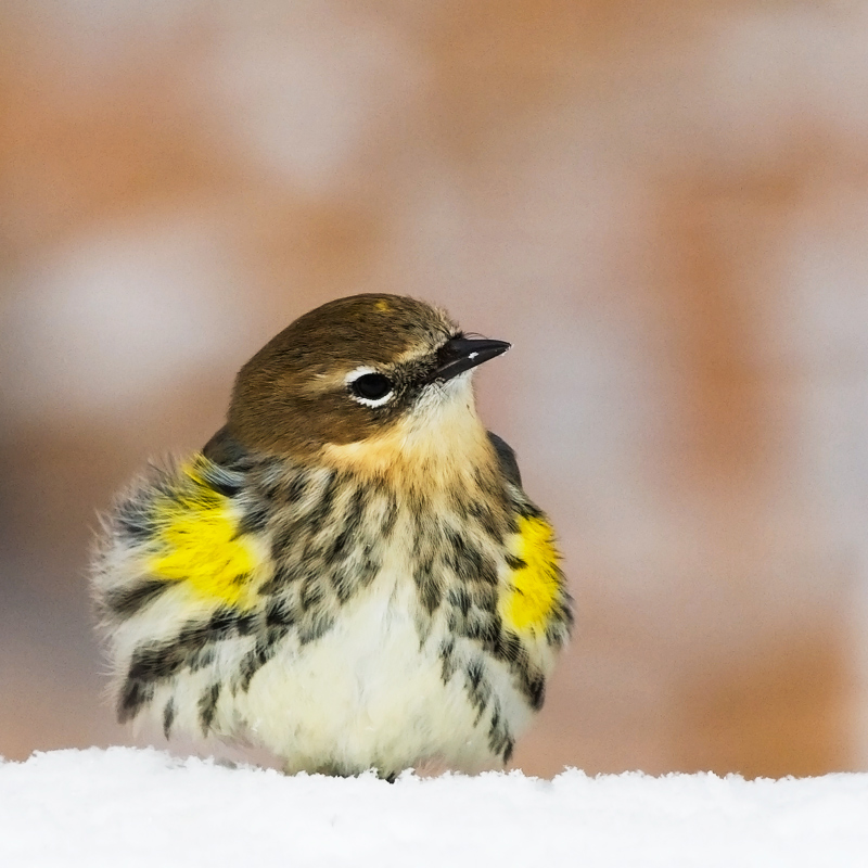 yellow rumped warbler