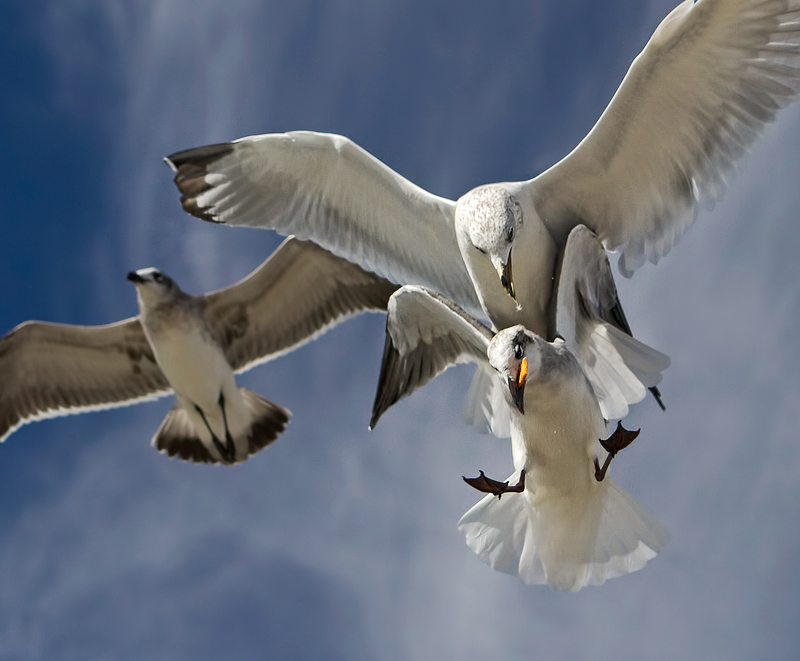 october-free-study-dueling-seagulls