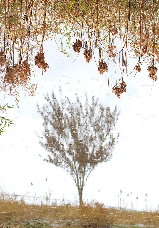 The Tree